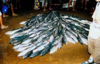 Negombo Fischmarkt 3 